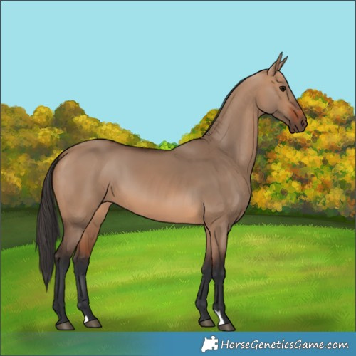 Horse Color:Bay Dun