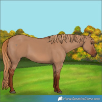 Horse Color:Red Dun 