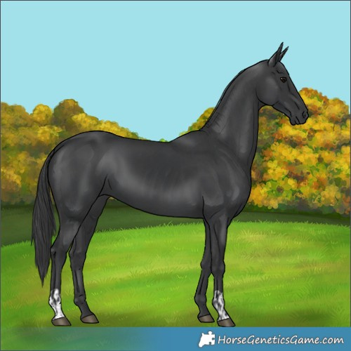 Horse Color:Black and Black