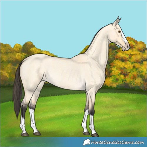 Horse Color:Buckskin Roan Dun Splash