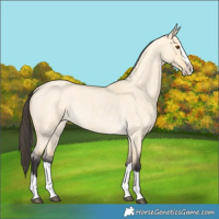 Horse Color:Buckskin Roan Dun Splash