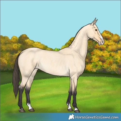 Horse Color:Buckskin Roan Dun Splash 