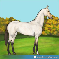 Horse Color:Buckskin Roan Dun 