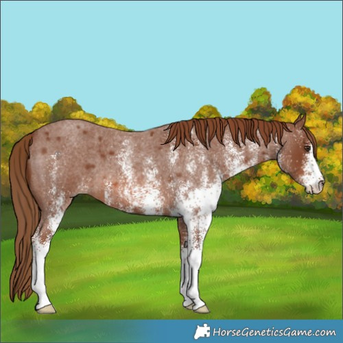 Horse Color:White Spotted Red Roan 