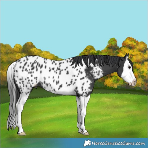 Horse Color:Black Splash Appaloosa 