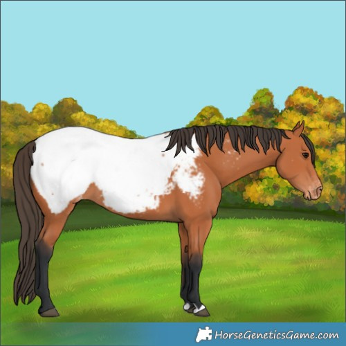 Horse Color:Bay Appaloosa