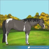 Horse Color:Grullo Splash Tobiano 