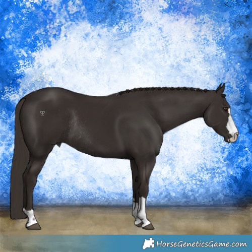 Horse Color:Liver Chestnut Rabicano 