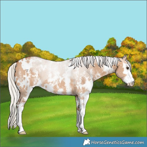 Horse Color:White Spotted Silver Bay Dun Sabino 