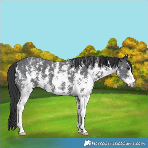 Horse Color:Black Sabino 