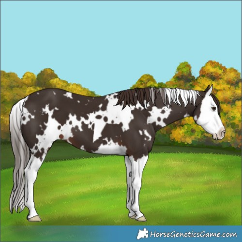 Horse Color:White Spotted Liver Chestnut Splash