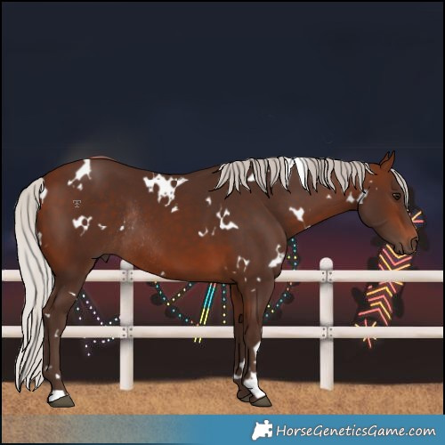 Horse Color:White Spotted Silver Brown Rabicano 