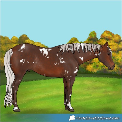 Horse Color:White Spotted Silver Brown Rabicano