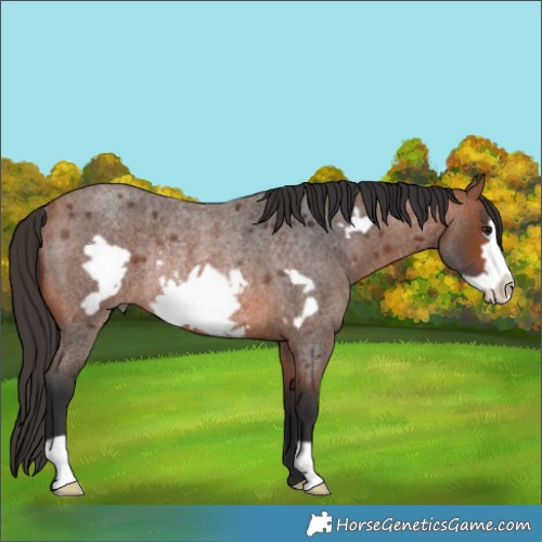 Horse Color:Bay Roan Frame Rabicano