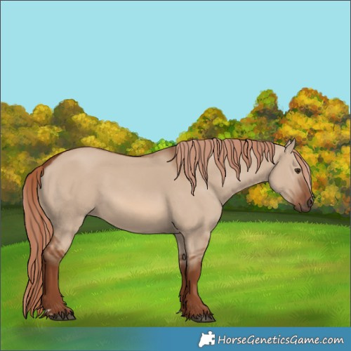 Horse Color:Red Dun 