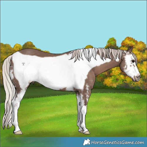 Horse Color:Silver Black Sabino Frame 