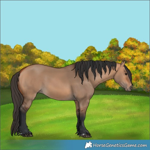 Horse Color:Bay Dun 