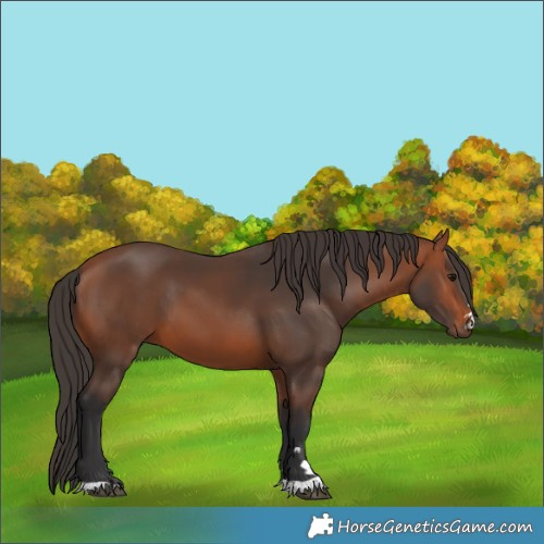 Horse Color:Bay 