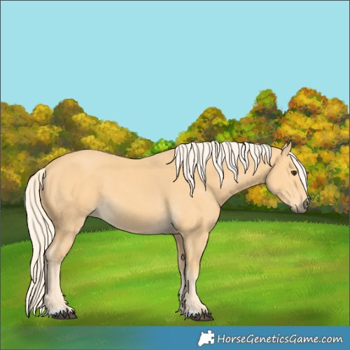 Horse Color:Palomino 