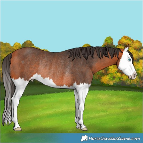 Horse Color:Bay Splash Rabicano 