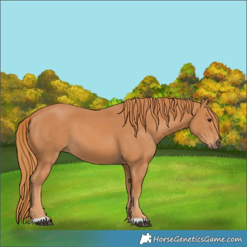 Horse Color:Chestnut 