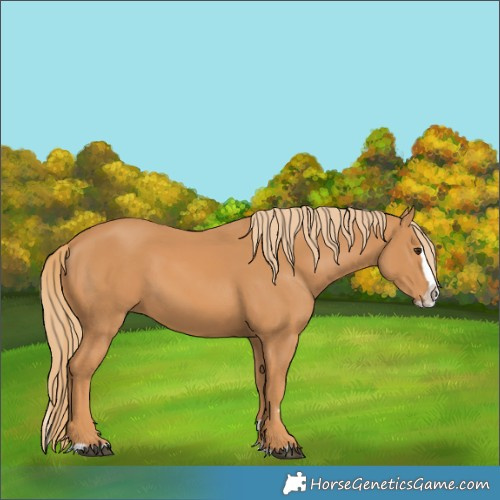 Horse Color:Chestnut Splash 