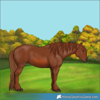 Horse Color:Chestnut 