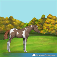 Horse Color:Liver Red Dun Tobiano Appaloosa