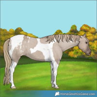 Horse Color:Liver Red Dun Tobiano Appaloosa