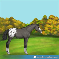 Horse Color:Grullo Appaloosa 