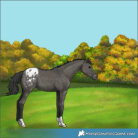 Horse Color:Grullo Appaloosa Brindle
