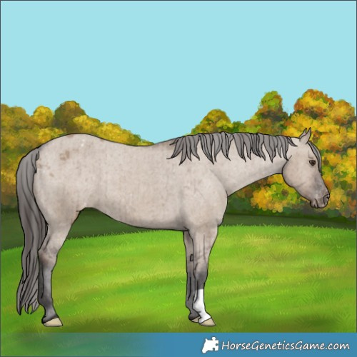 Horse Color:Liver Red Dun Appaloosa Brindle 