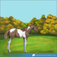 Horse Color:Liver Red Dun Tobiano