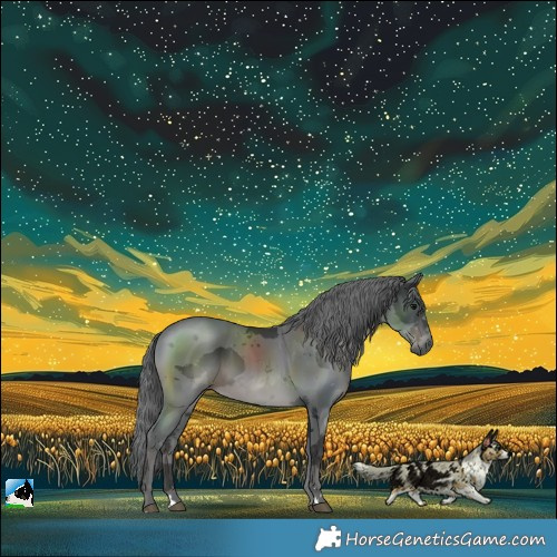 Horse Color:Black Merle 