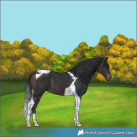 Horse Color:Brown Tobiano