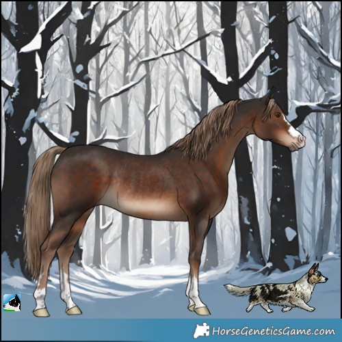Horse Color:Liver Chestnut Rabicano 