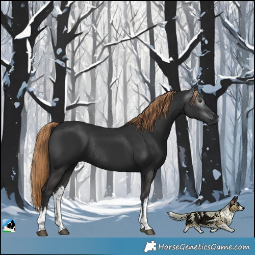 Horse Color:Gray White Spotted Liver Chestnut Rabicano 