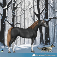 Horse Color:Gray White Spotted Liver Chestnut Rabicano 