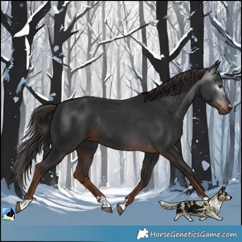 Horse Color:Gray Liver Chestnut Rabicano