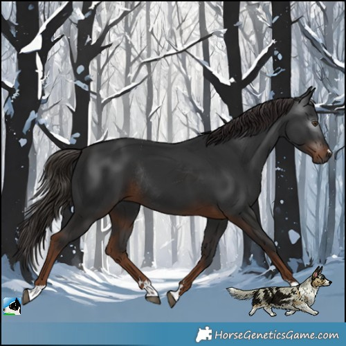 Horse Color:Gray Liver Chestnut Rabicano 