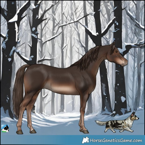 Horse Color:Liver Chestnut Rabicano 