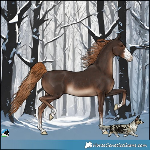 Horse Color:Liver Chestnut Sabino Rabicano 