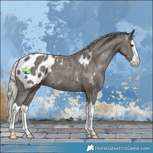 Horse Color:Silver Black Splash Blanket 