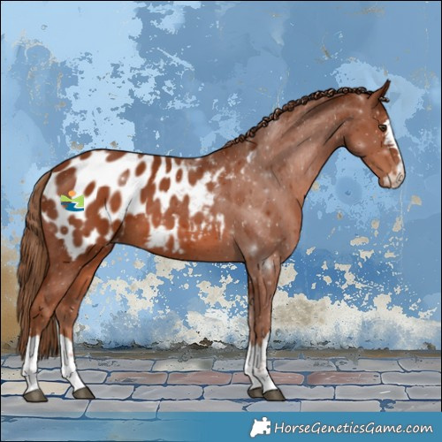 Horse Color:Chestnut Blanket 