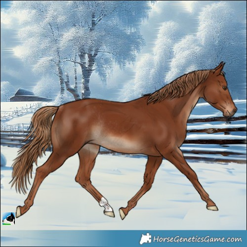 Horse Color:Chestnut Rabicano