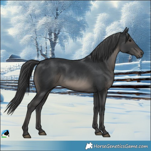 Horse Color:Black Rabicano