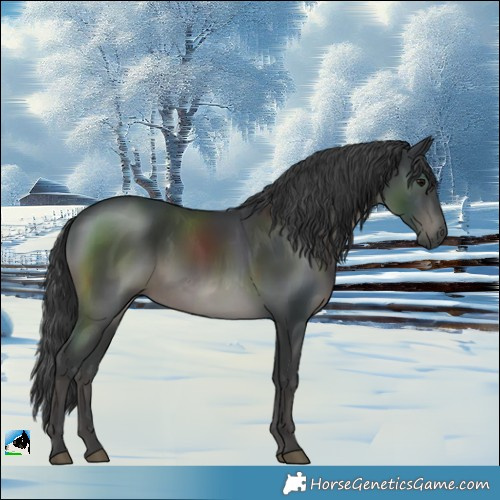 Horse Color:Black Rabicano