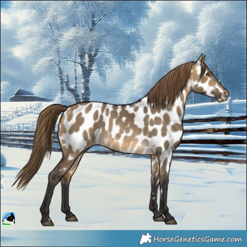 Horse Color:Buckskin Dun Appaloosa 