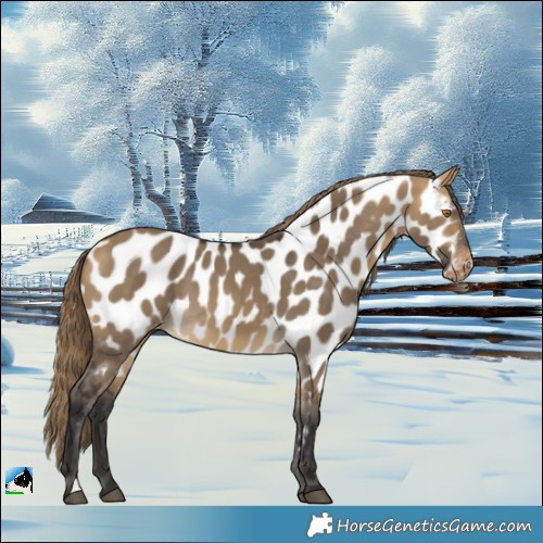 Horse Color:Buckskin Dun Near Leopard