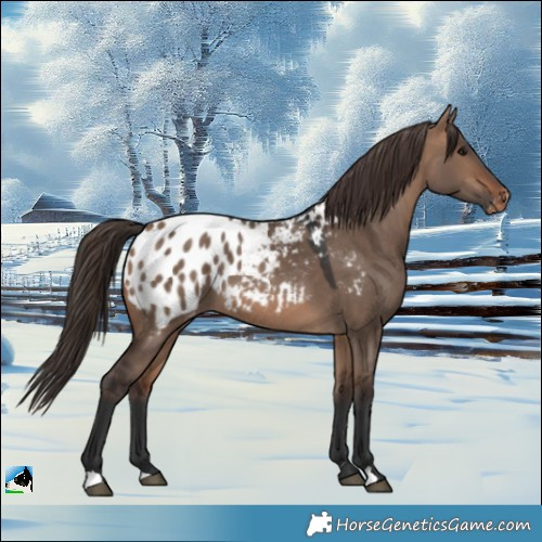 Horse Color:Bay Dun Appaloosa 